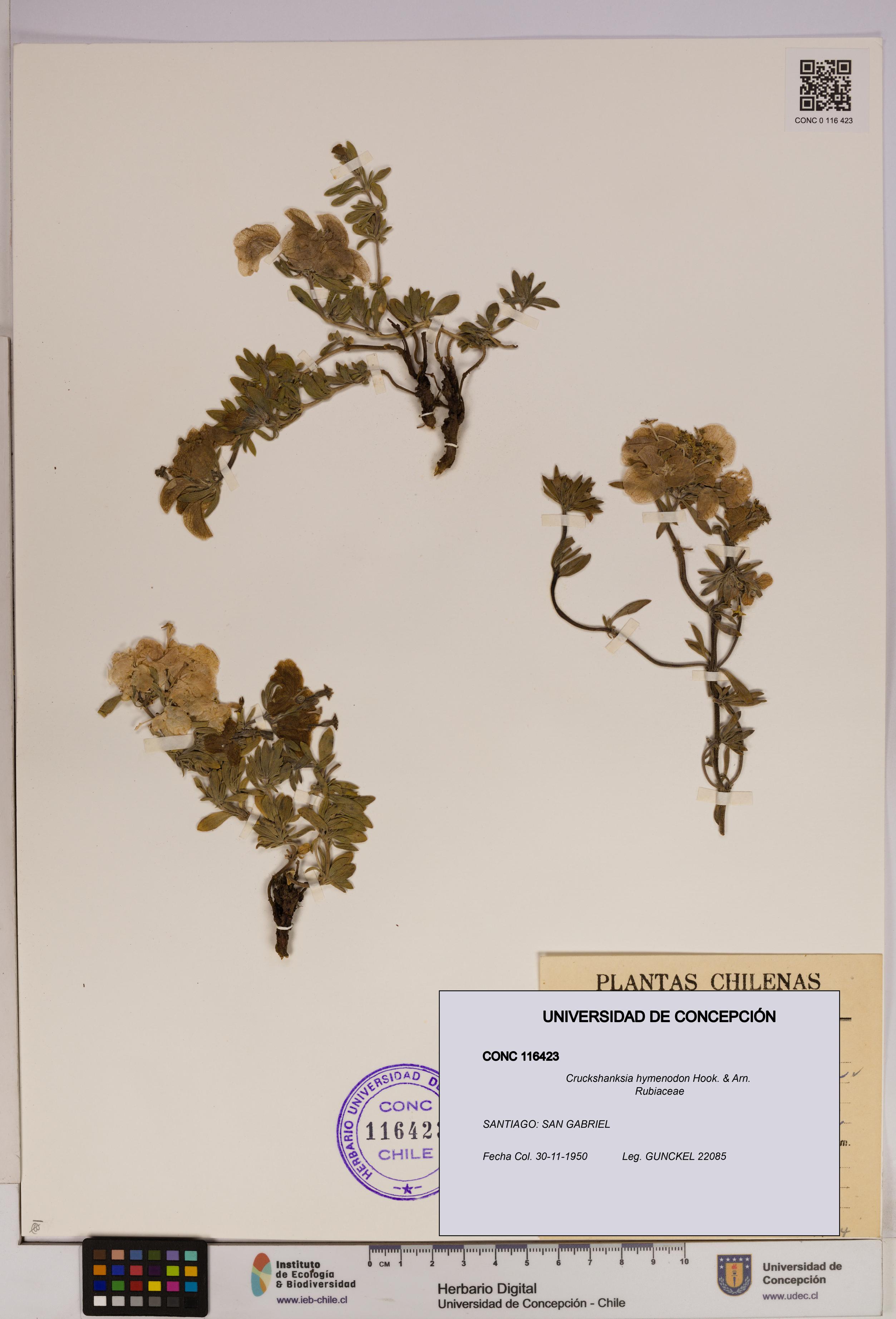 Cruckshanksia hymenodon [Espécimen: UDEC:CONC:0116423]