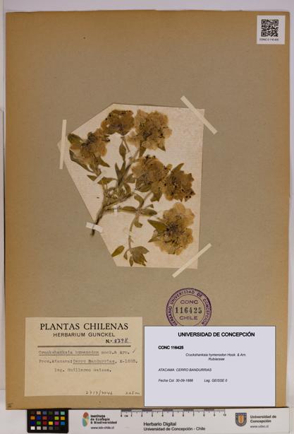 Cruckshanksia hymenodon [Espécimen: UDEC:CONC:0116425]