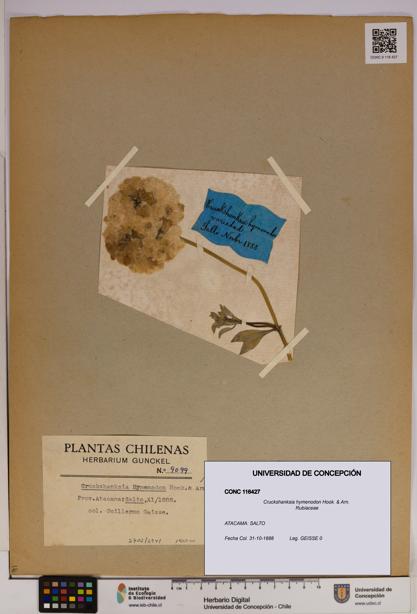 Cruckshanksia hymenodon [Espécimen: UDEC:CONC:0116427]