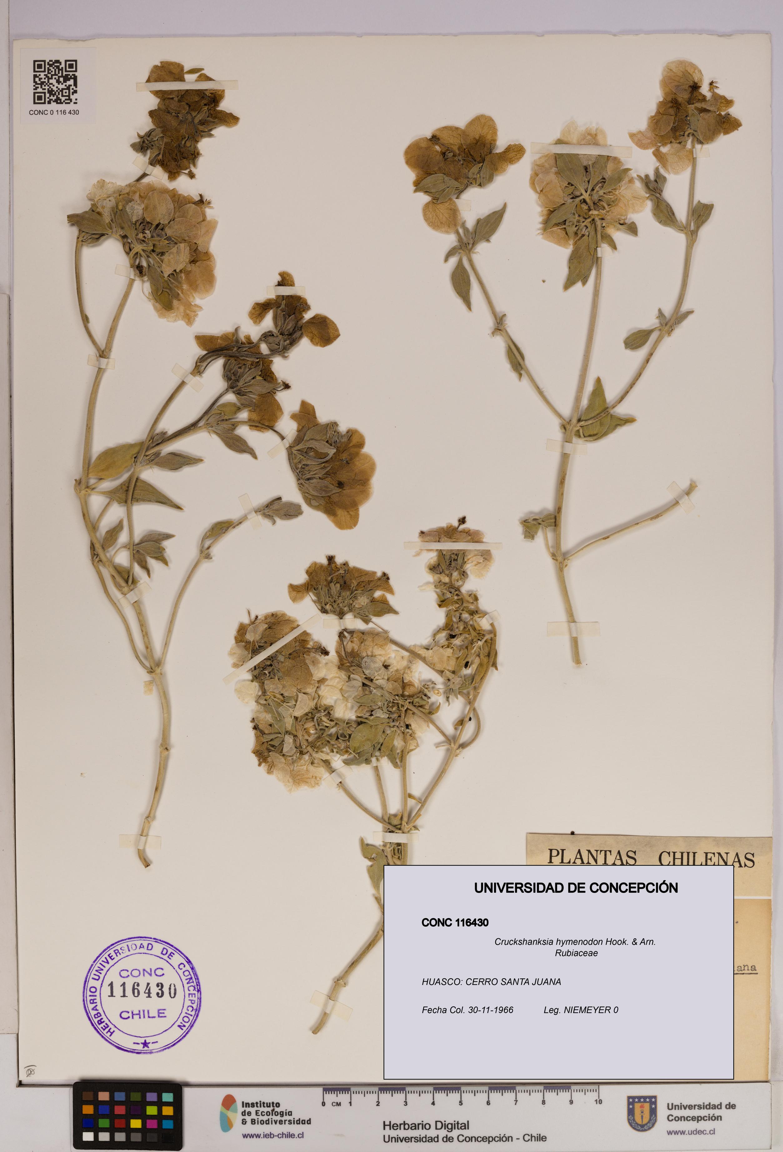 Cruckshanksia hymenodon [Espécimen: UDEC:CONC:0116430]