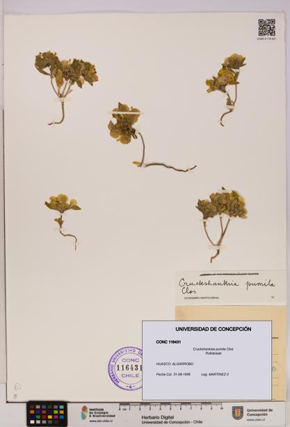 Cruckshanksia pumila [Espécimen: UDEC:CONC:0116431]