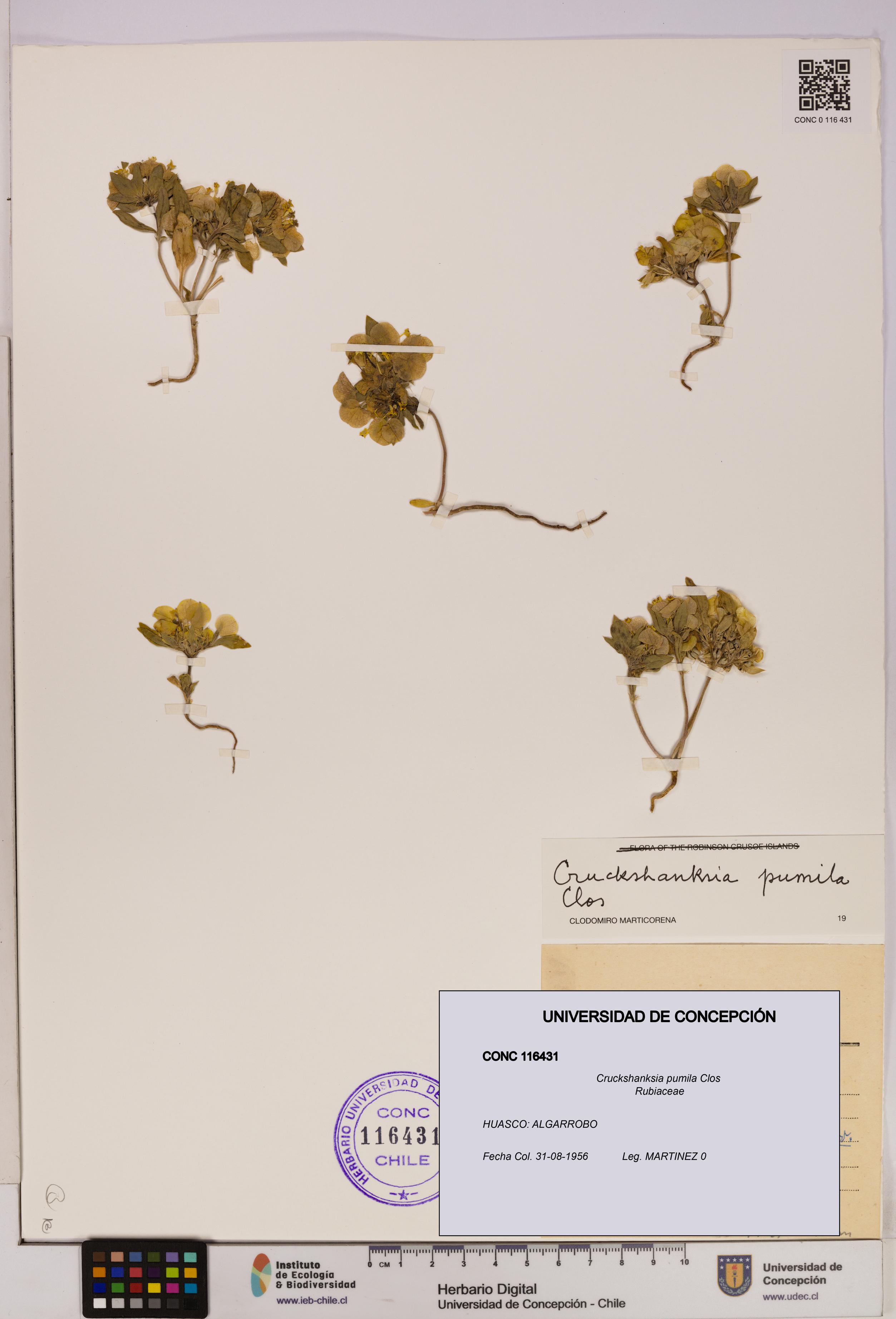 Cruckshanksia pumila [Espécimen: UDEC:CONC:0116431]