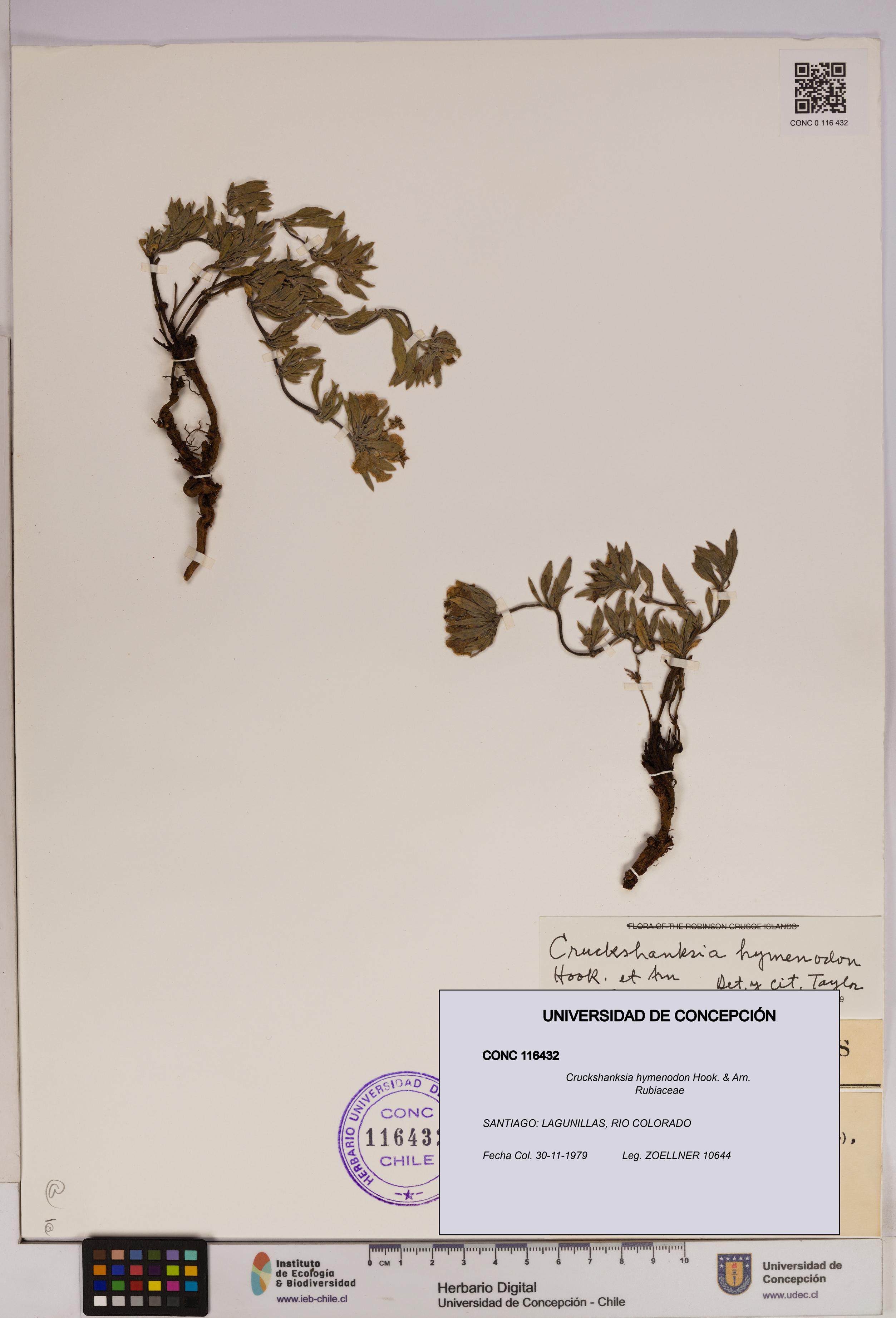 Cruckshanksia hymenodon [Espécimen: UDEC:CONC:0116432]