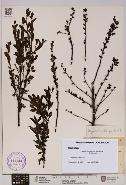 Myoschilos oblongus [Espécimen: UDEC:CONC:0116433]