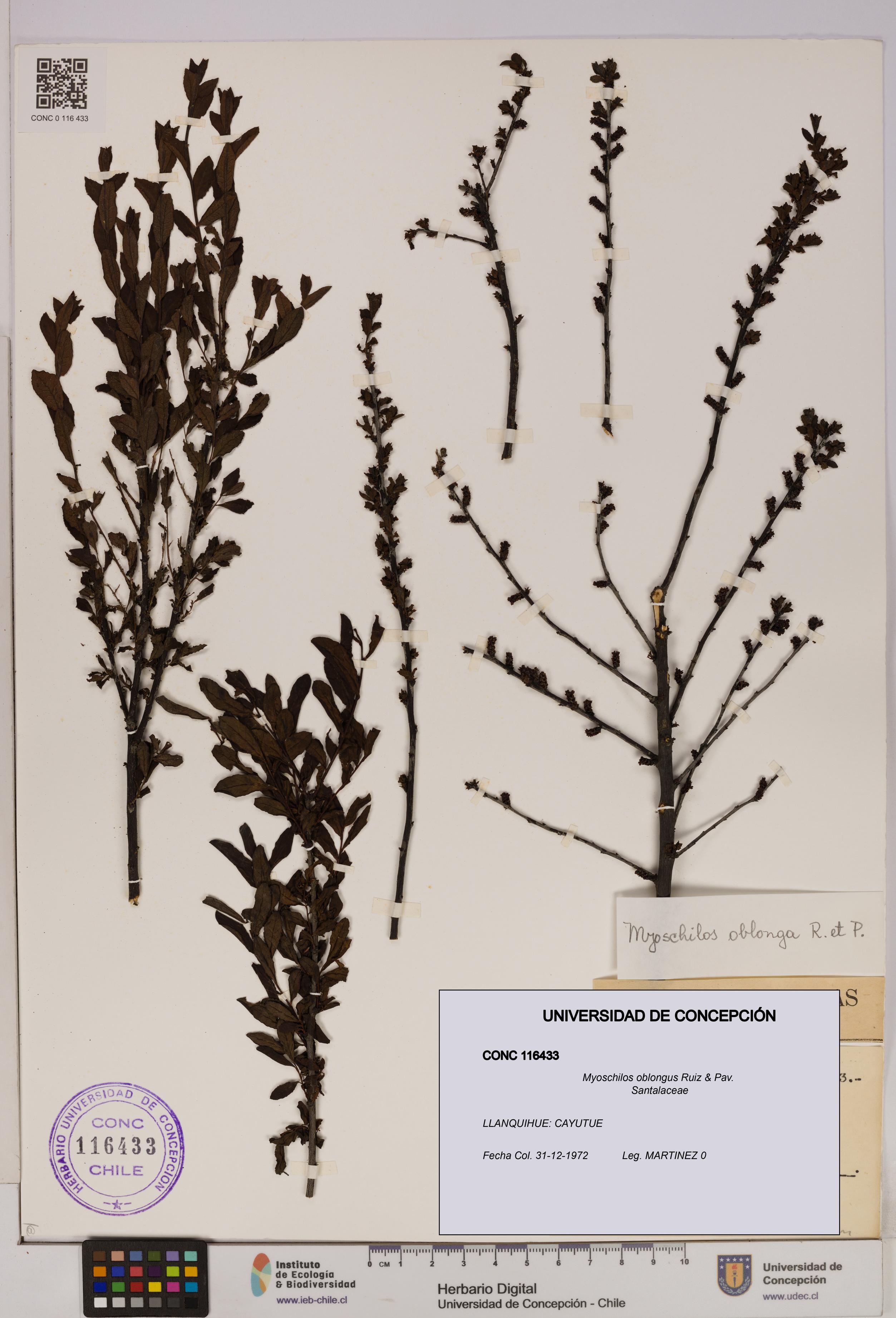 Myoschilos oblongus [Espécimen: UDEC:CONC:0116433]