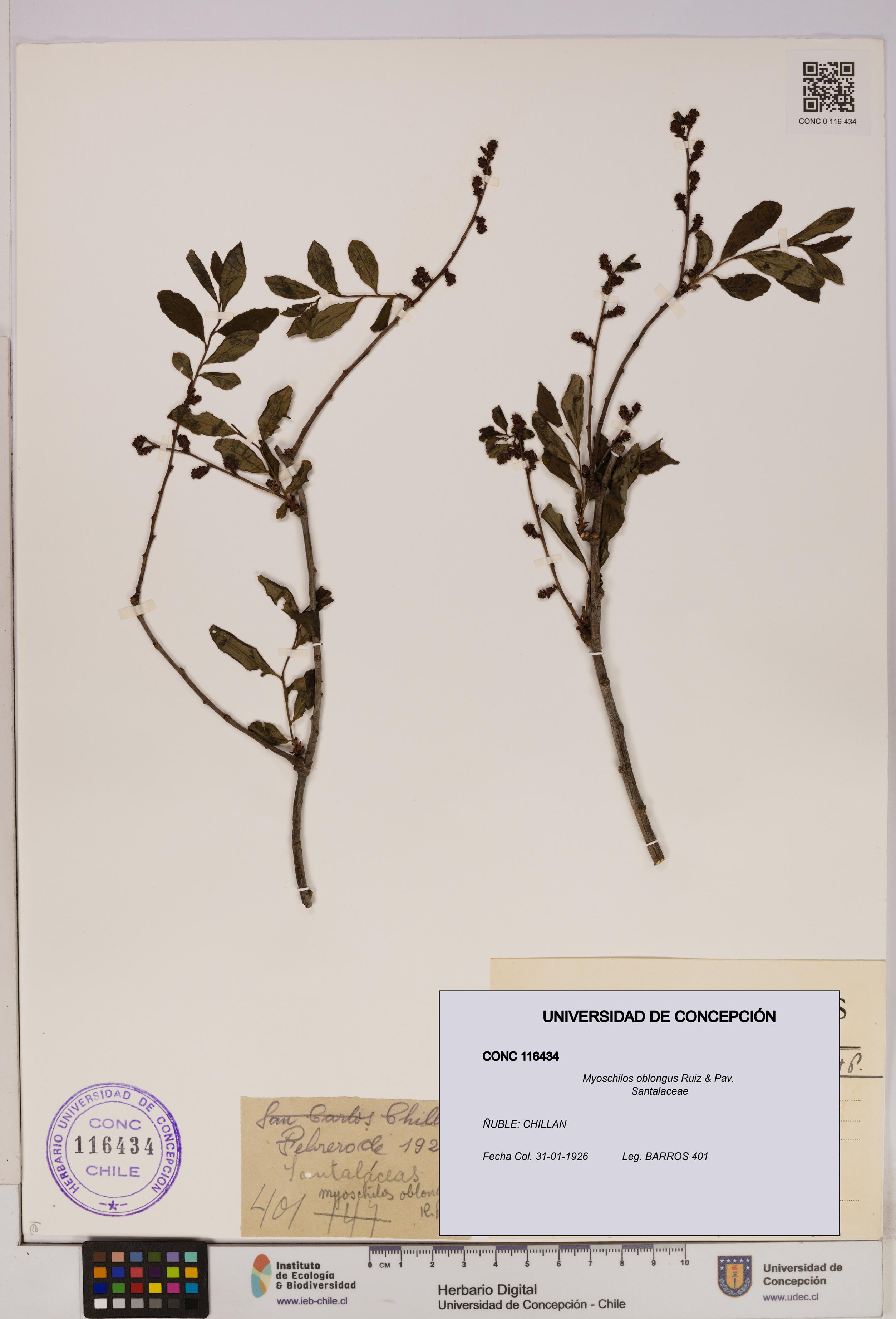 Myoschilos oblongus [Espécimen: UDEC:CONC:0116434]