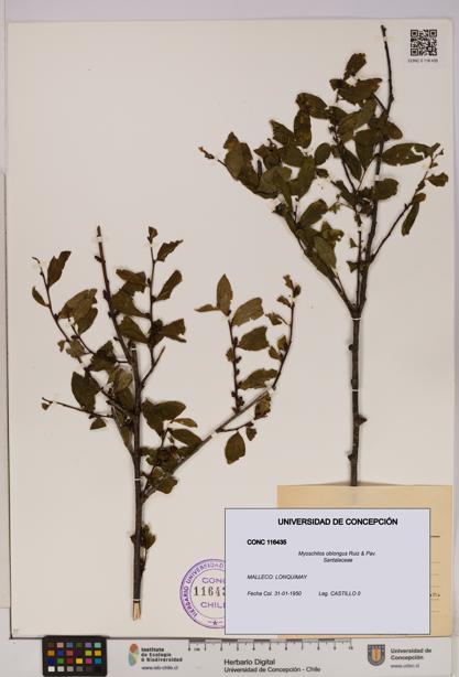 Myoschilos oblongus [Espécimen: UDEC:CONC:0116435]