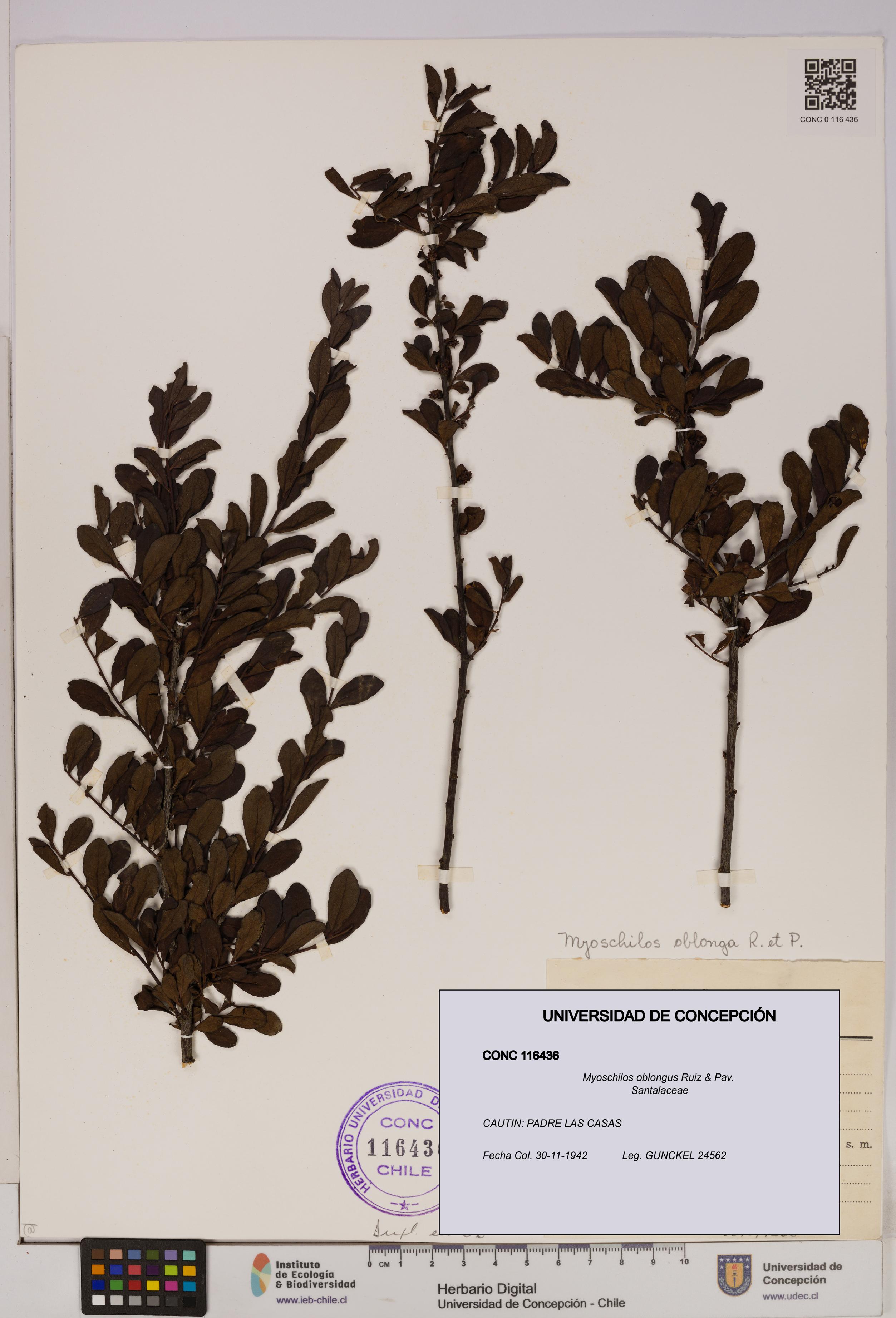 Myoschilos oblongus [Espécimen: UDEC:CONC:0116436]