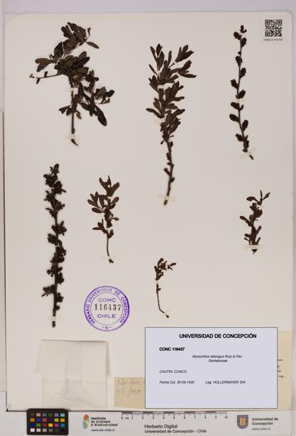 Myoschilos oblongus [Espécimen: UDEC:CONC:0116437]