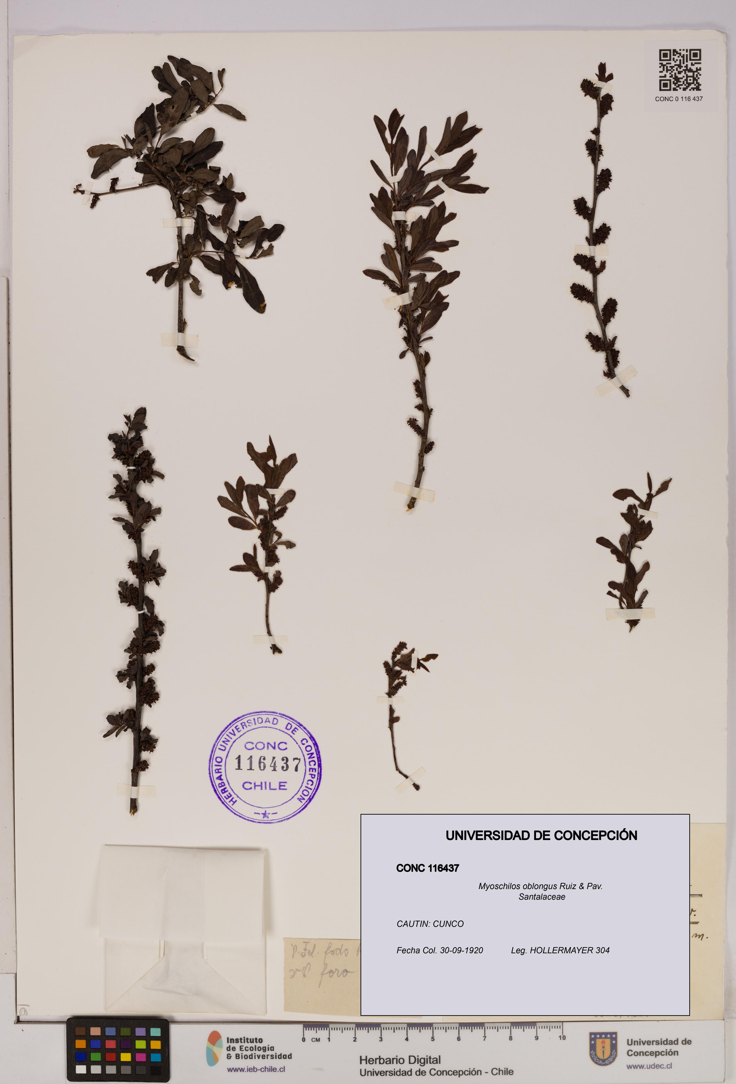 Myoschilos oblongus [Espécimen: UDEC:CONC:0116437]