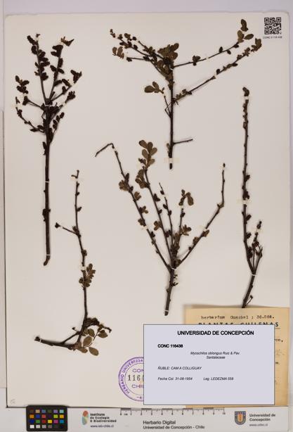 Myoschilos oblongus [Espécimen: UDEC:CONC:0116438]