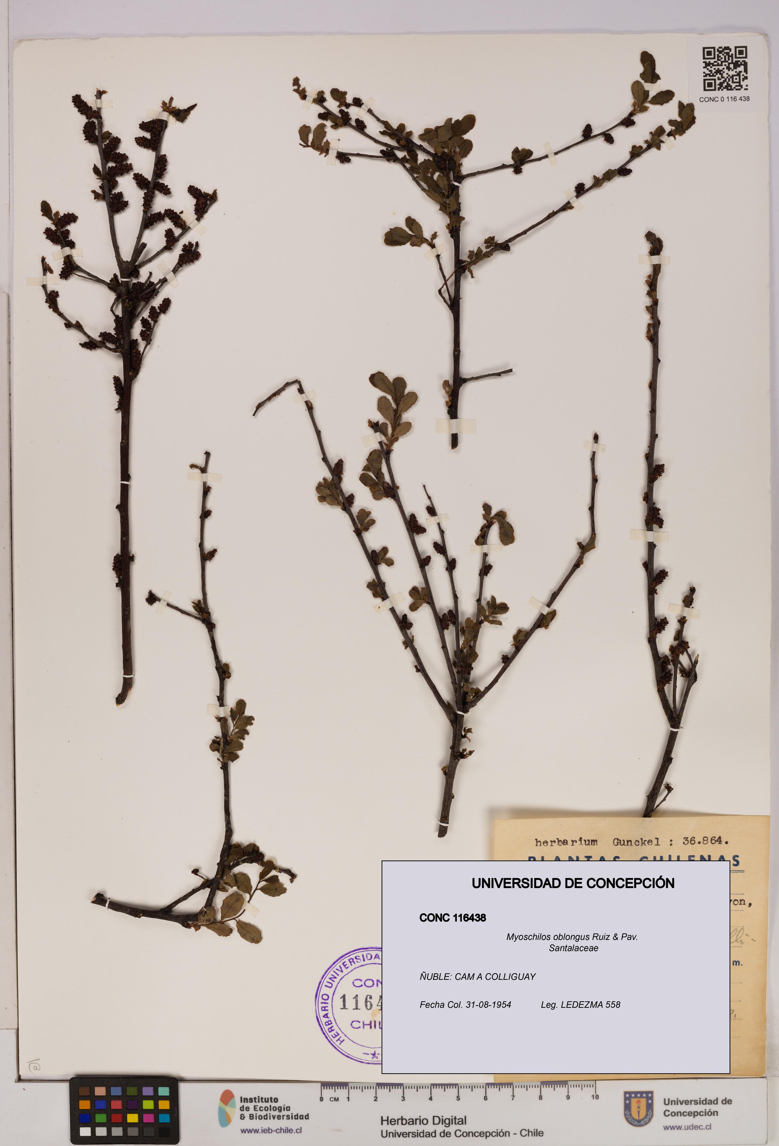 Myoschilos oblongus [Espécimen: UDEC:CONC:0116438]