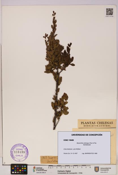 Myoschilos oblongus [Espécimen: UDEC:CONC:0116439]