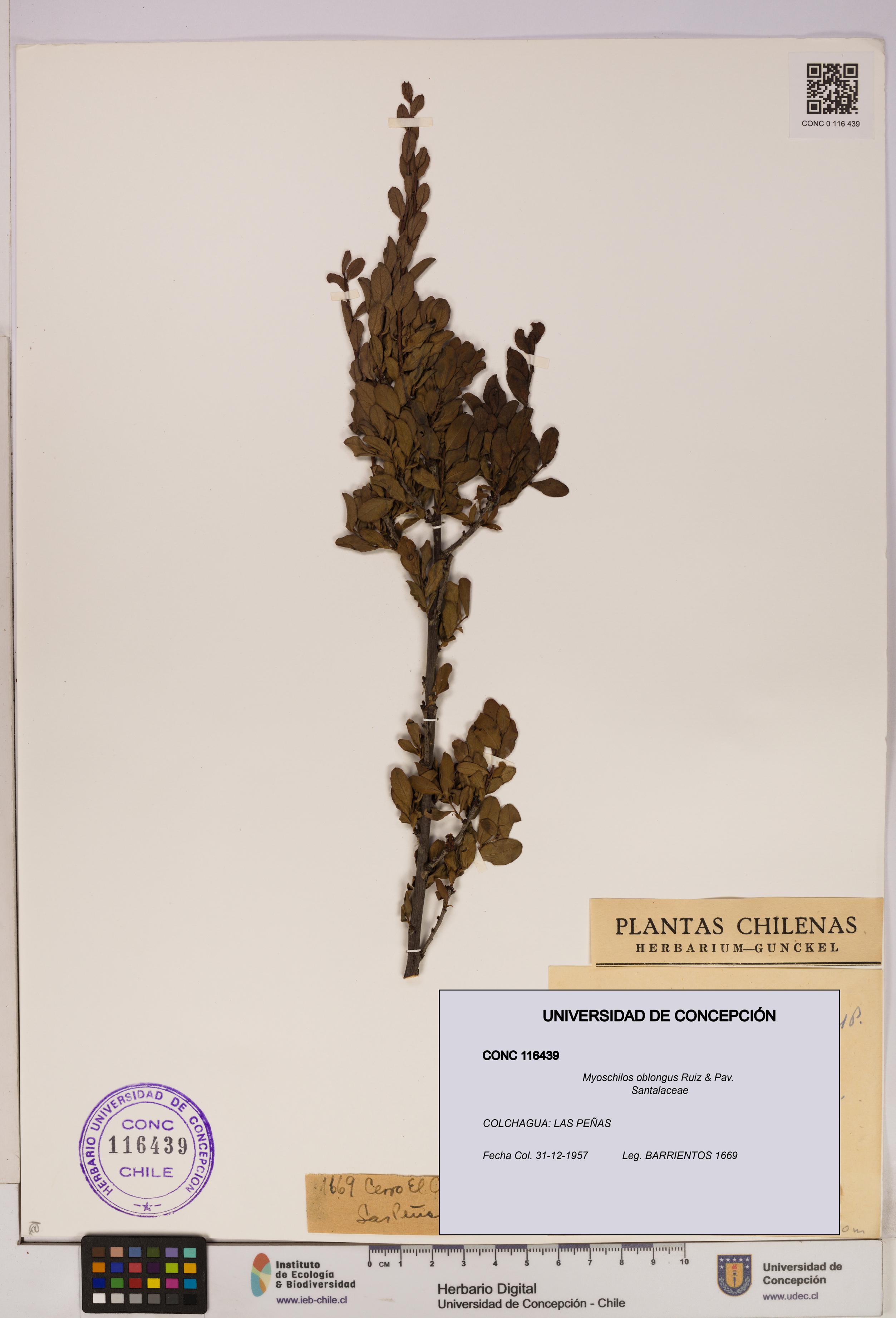 Myoschilos oblongus [Espécimen: UDEC:CONC:0116439]