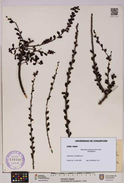 Myoschilos oblongus [Espécimen: UDEC:CONC:0116440]