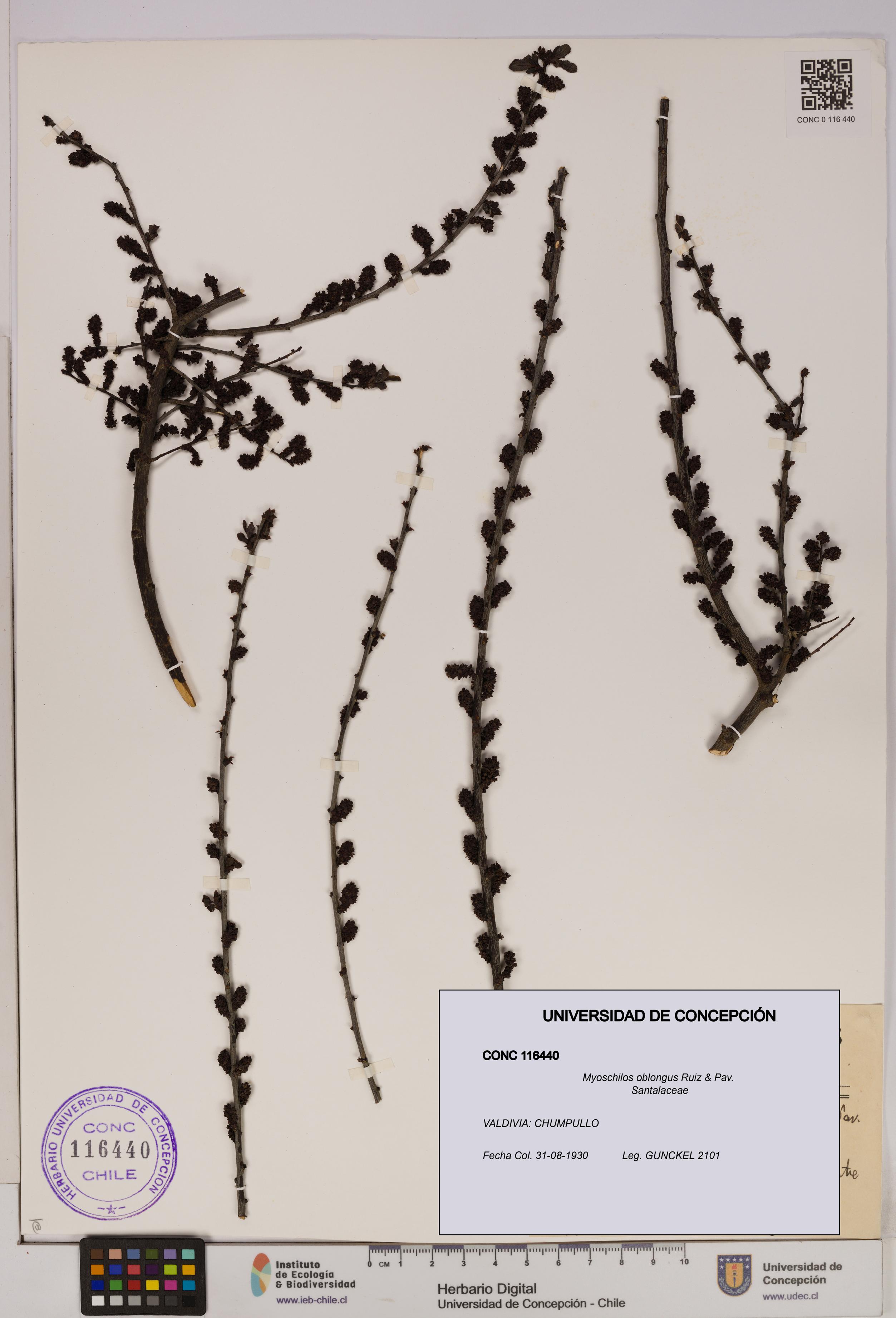 Myoschilos oblongus [Espécimen: UDEC:CONC:0116440]