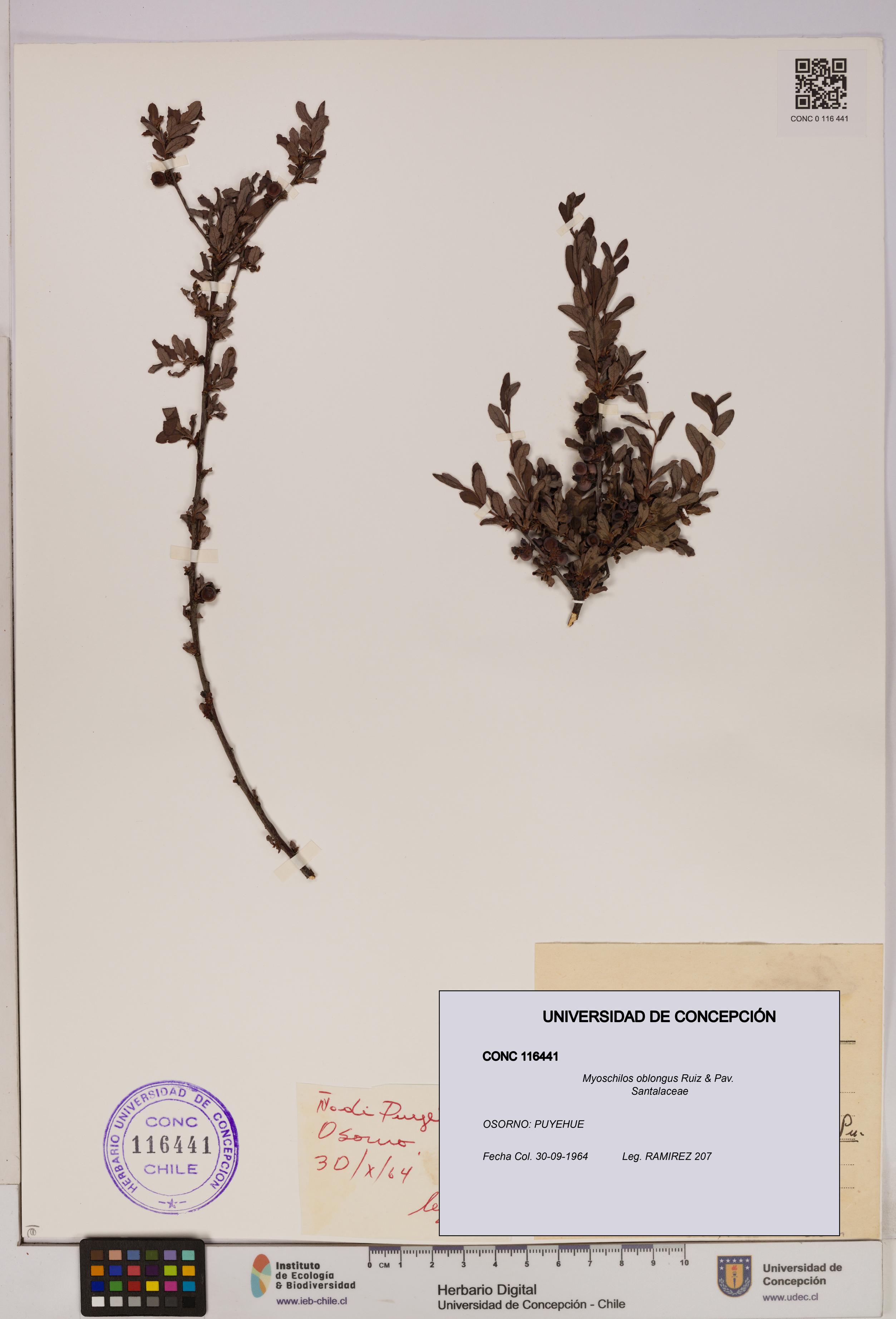 Myoschilos oblongus [Espécimen: UDEC:CONC:0116441]