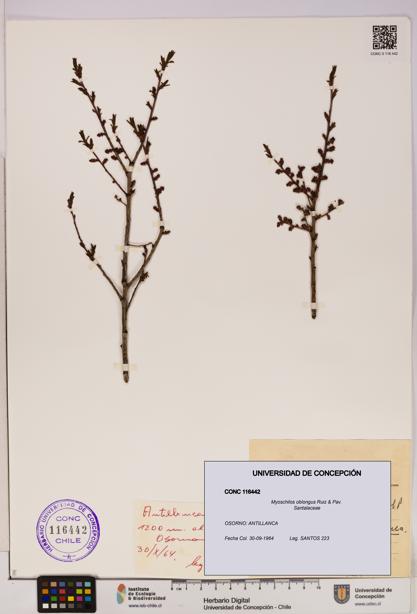 Myoschilos oblongus [Espécimen: UDEC:CONC:0116442]