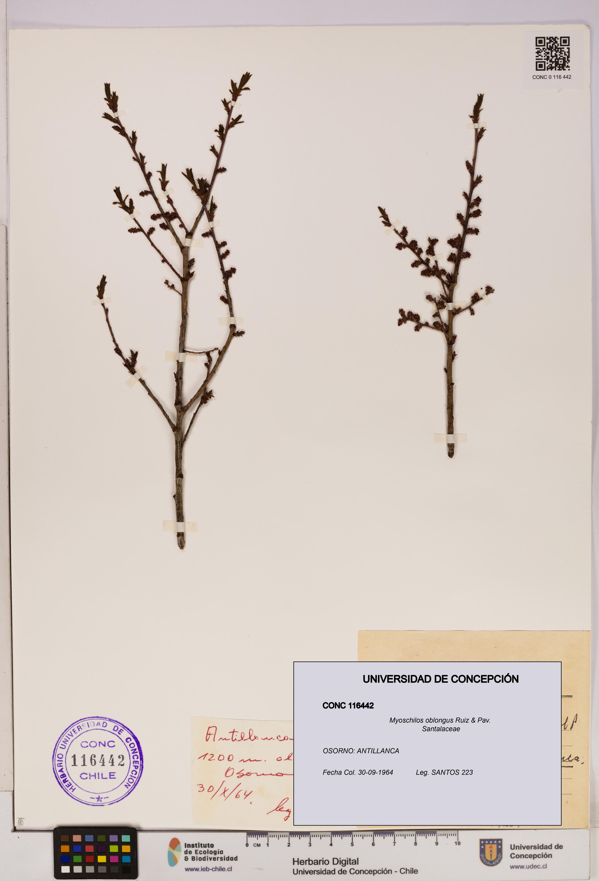 Myoschilos oblongus [Espécimen: UDEC:CONC:0116442]