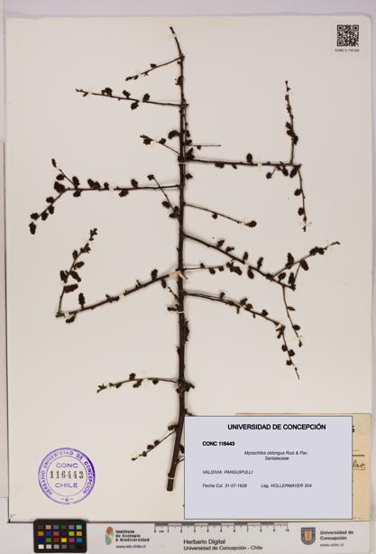 Myoschilos oblongus [Espécimen: UDEC:CONC:0116443]