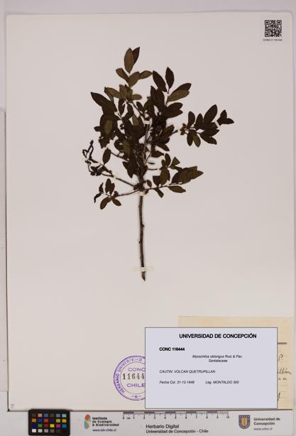 Myoschilos oblongus [Espécimen: UDEC:CONC:0116444]