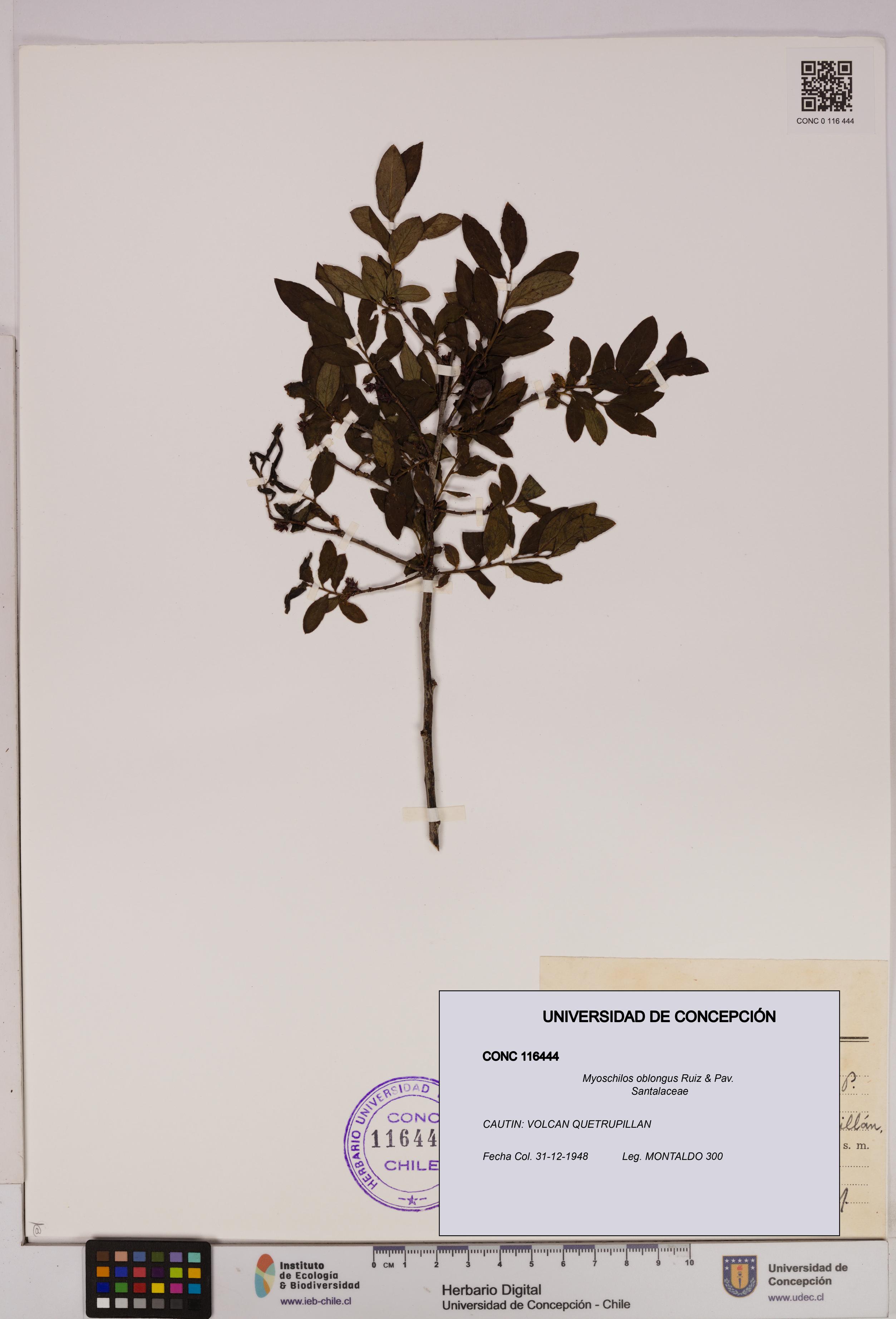 Myoschilos oblongus [Espécimen: UDEC:CONC:0116444]