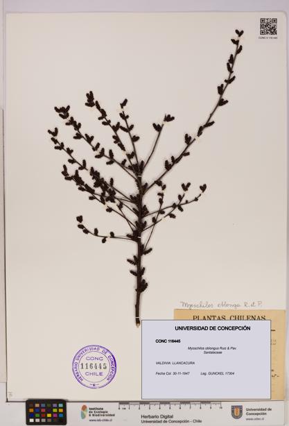 Myoschilos oblongus [Espécimen: UDEC:CONC:0116445]