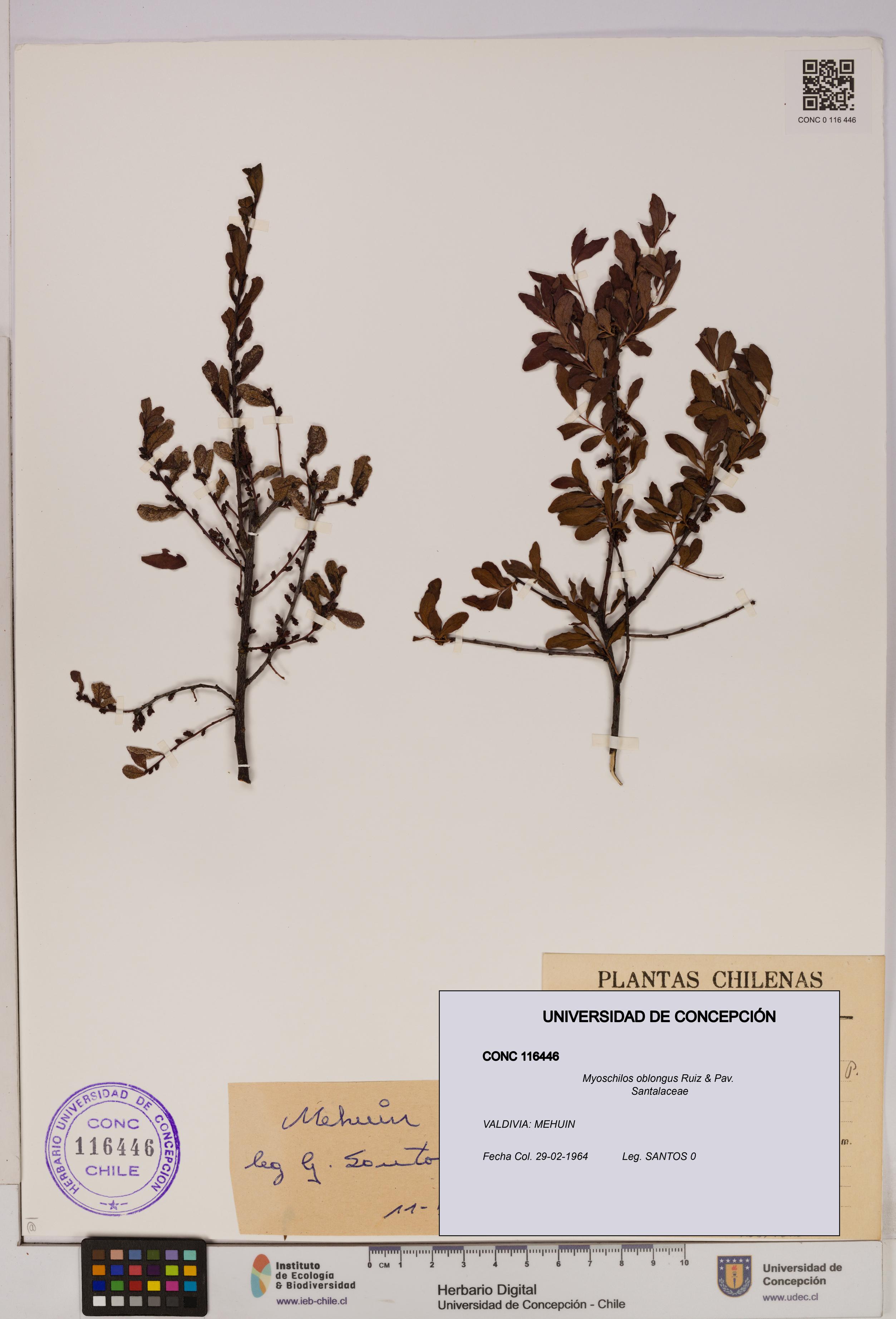 Myoschilos oblongus [Espécimen: UDEC:CONC:0116446]