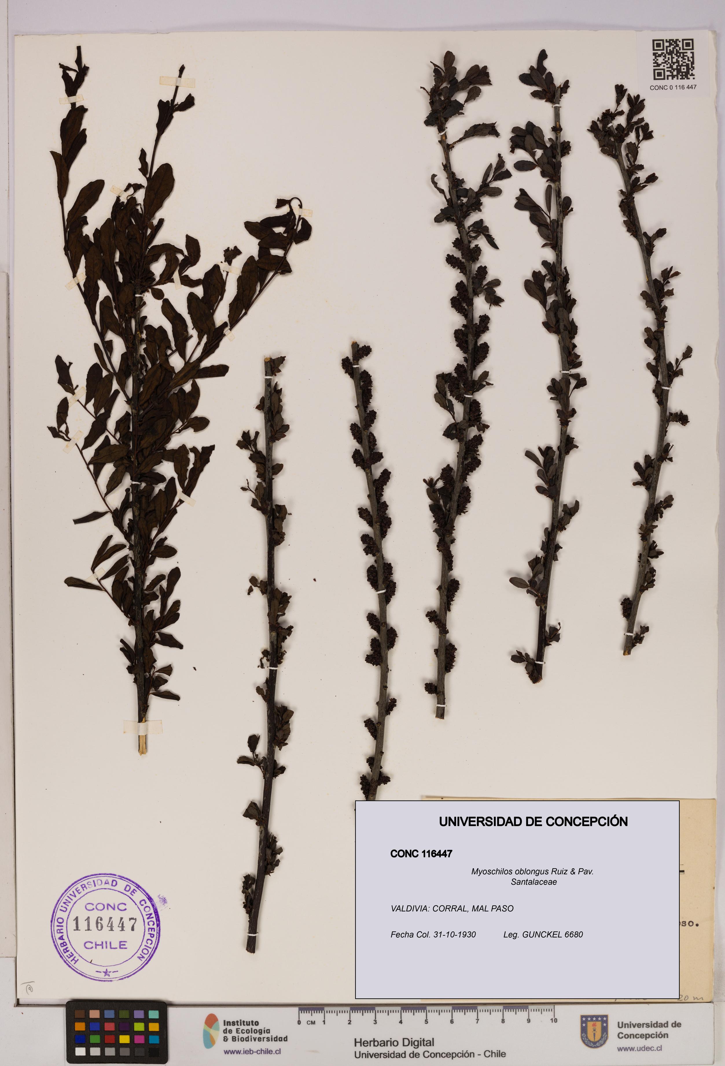 Myoschilos oblongus [Espécimen: UDEC:CONC:0116447]