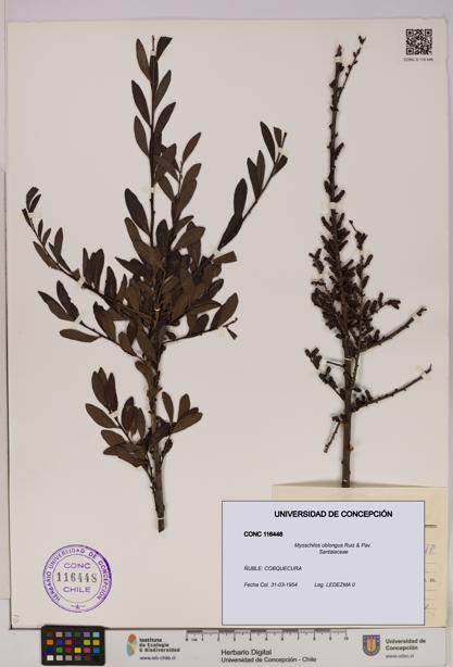 Myoschilos oblongus [Espécimen: UDEC:CONC:0116448]