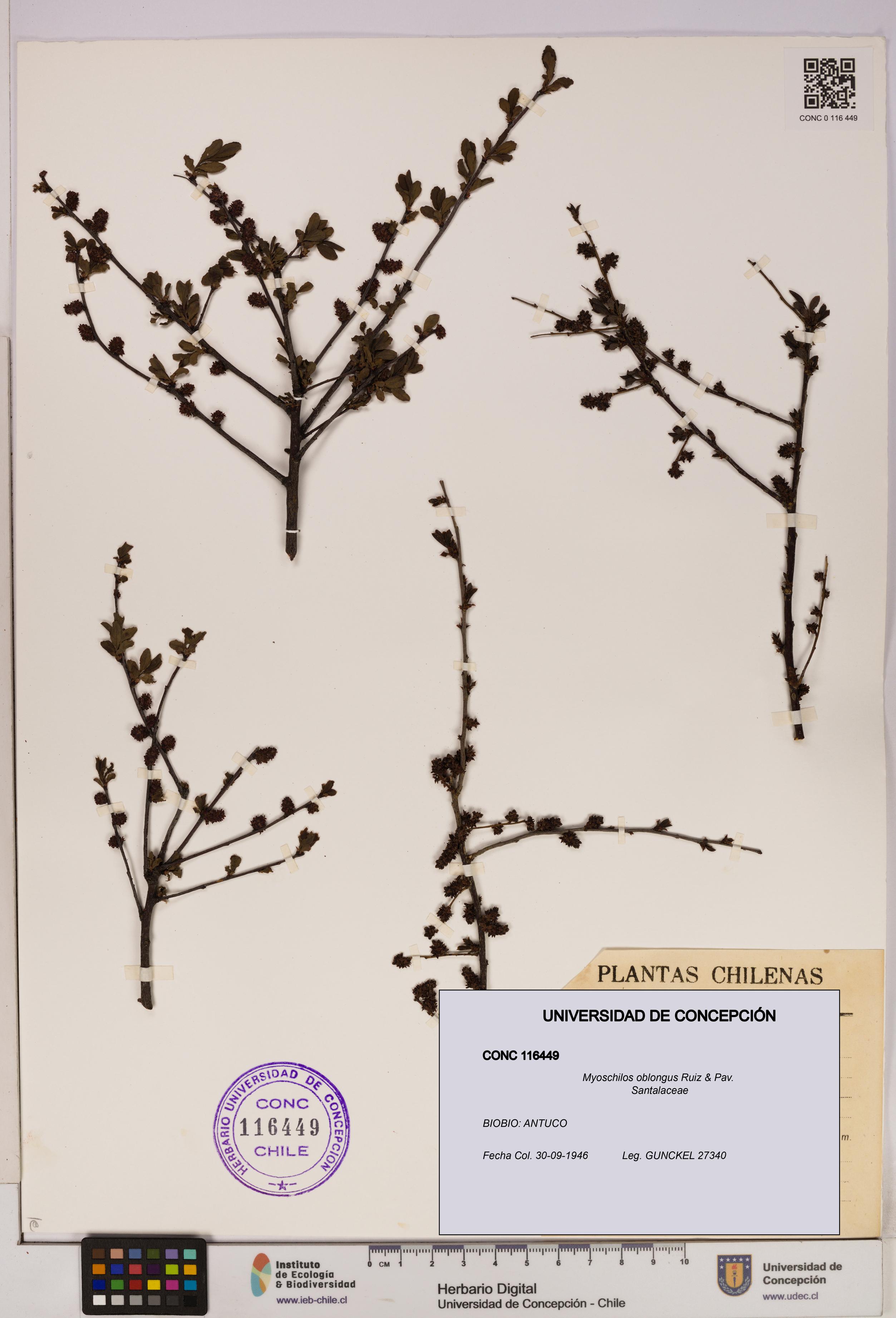 Myoschilos oblongus [Espécimen: UDEC:CONC:0116449]