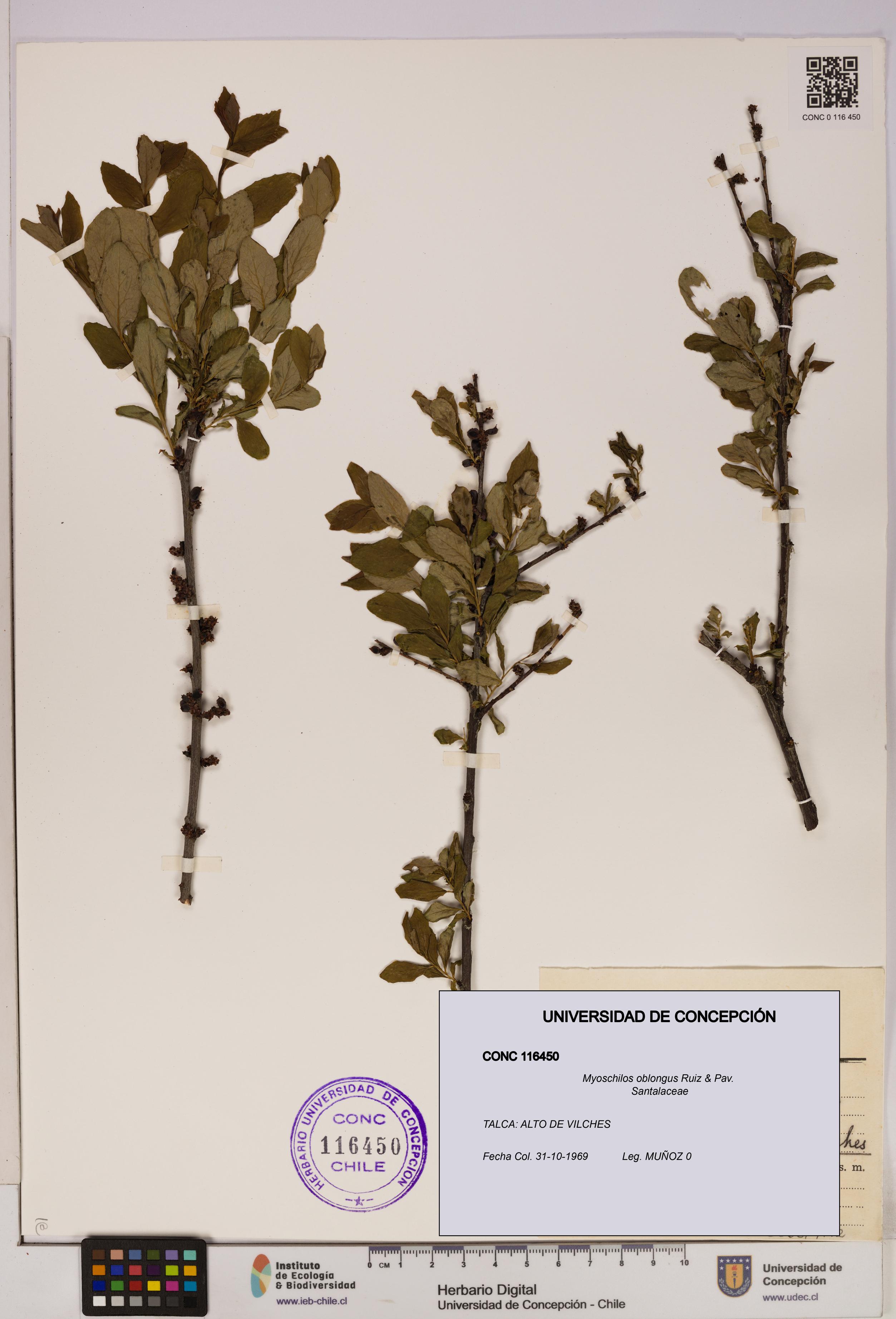 Myoschilos oblongus [Espécimen: UDEC:CONC:0116450]