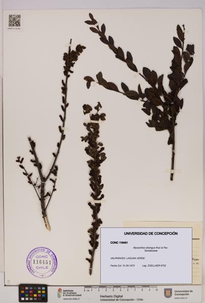 Myoschilos oblongus [Espécimen: UDEC:CONC:0116451]