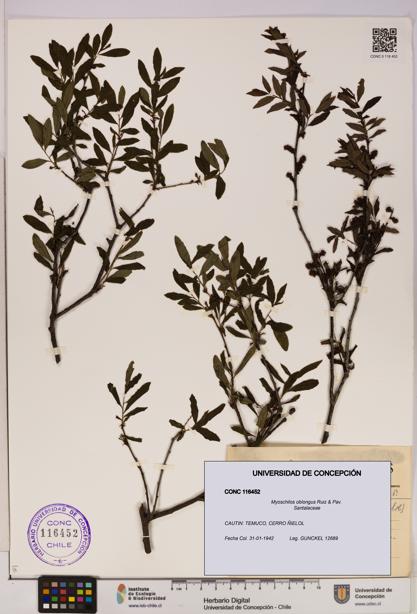 Myoschilos oblongus [Espécimen: UDEC:CONC:0116452]