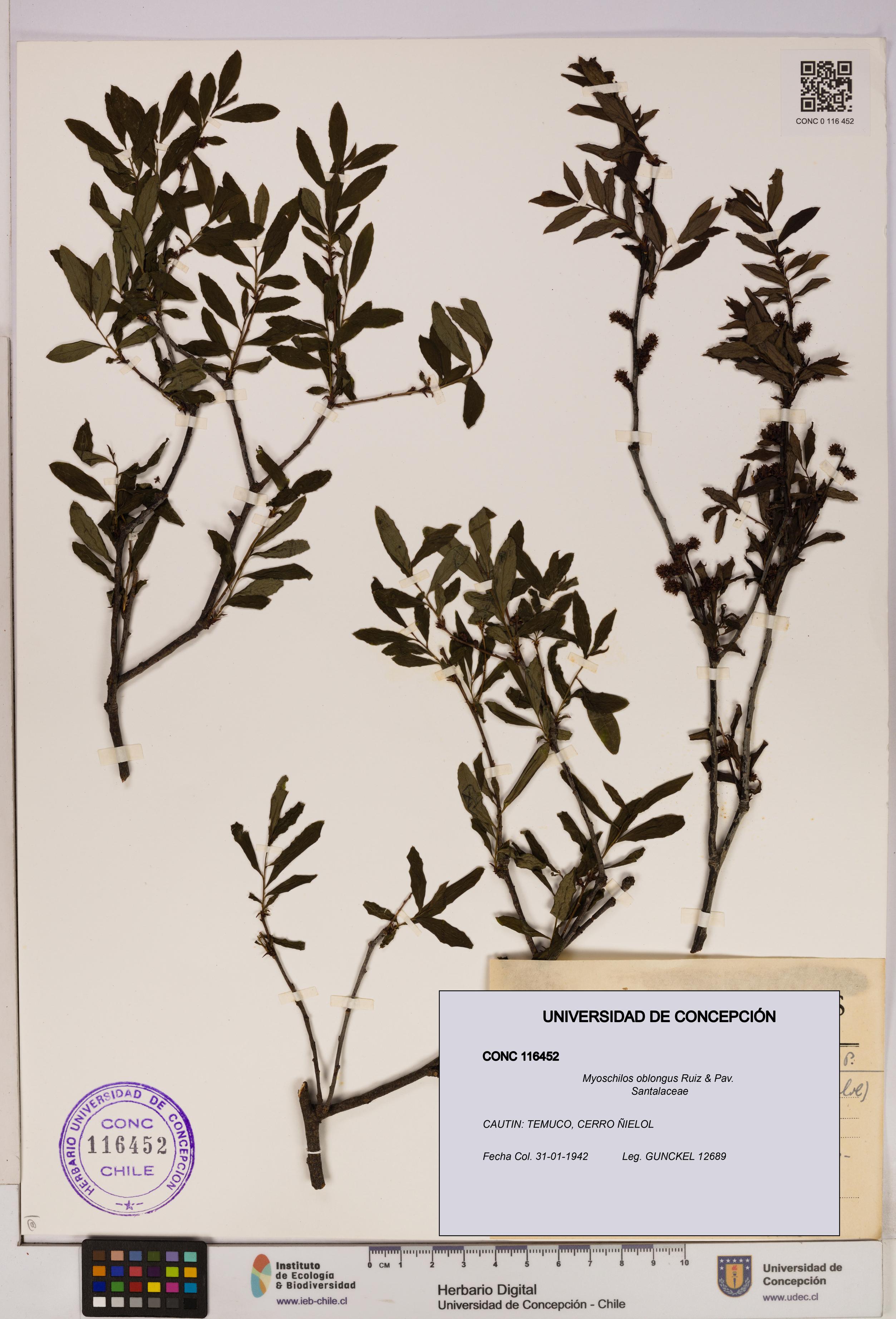 Myoschilos oblongus [Espécimen: UDEC:CONC:0116452]