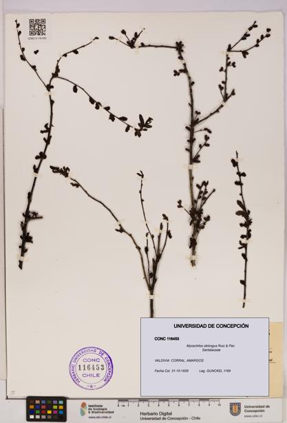 Myoschilos oblongus [Espécimen: UDEC:CONC:0116453]