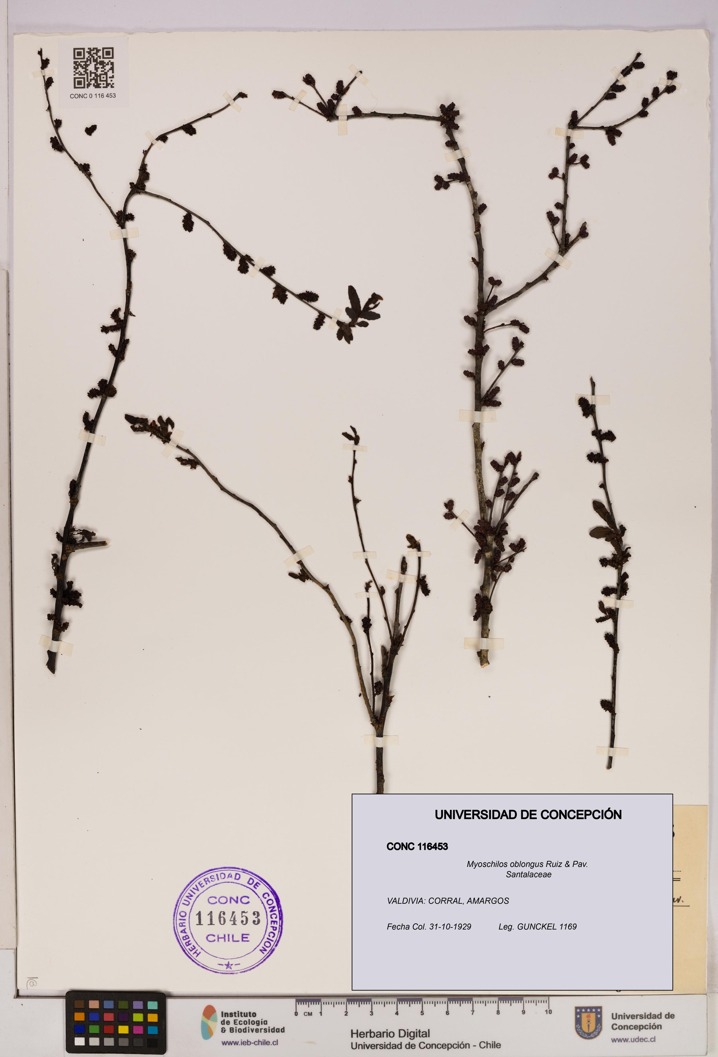 Myoschilos oblongus [Espécimen: UDEC:CONC:0116453]