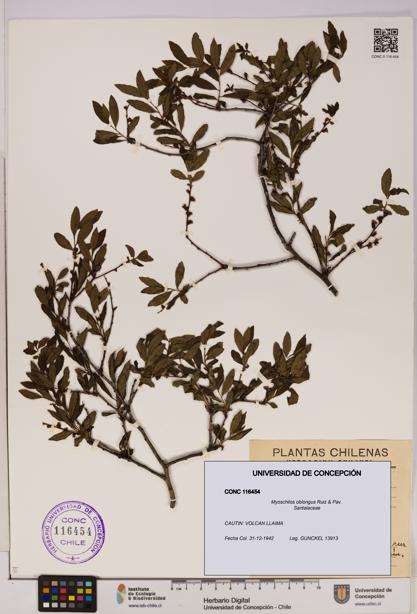 Myoschilos oblongus [Espécimen: UDEC:CONC:0116454]