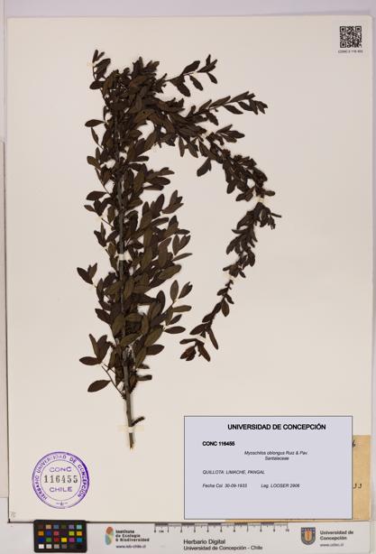 Myoschilos oblongus [Espécimen: UDEC:CONC:0116455]