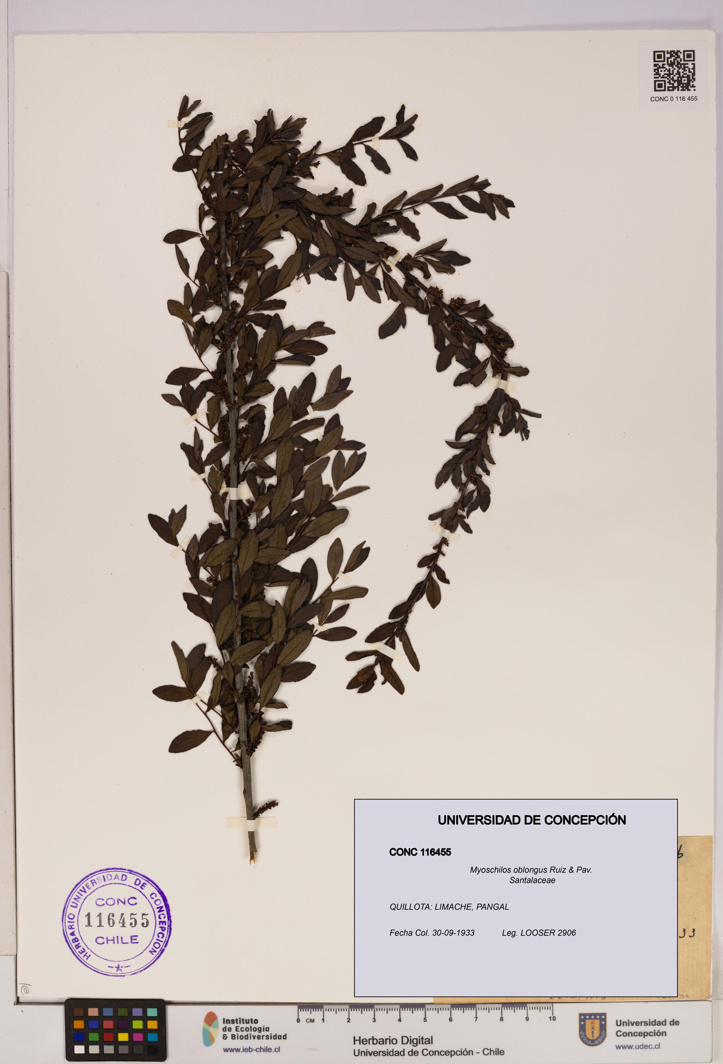 Myoschilos oblongus [Espécimen: UDEC:CONC:0116455]