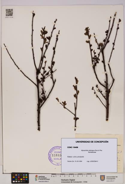 Myoschilos oblongus [Espécimen: UDEC:CONC:0116456]