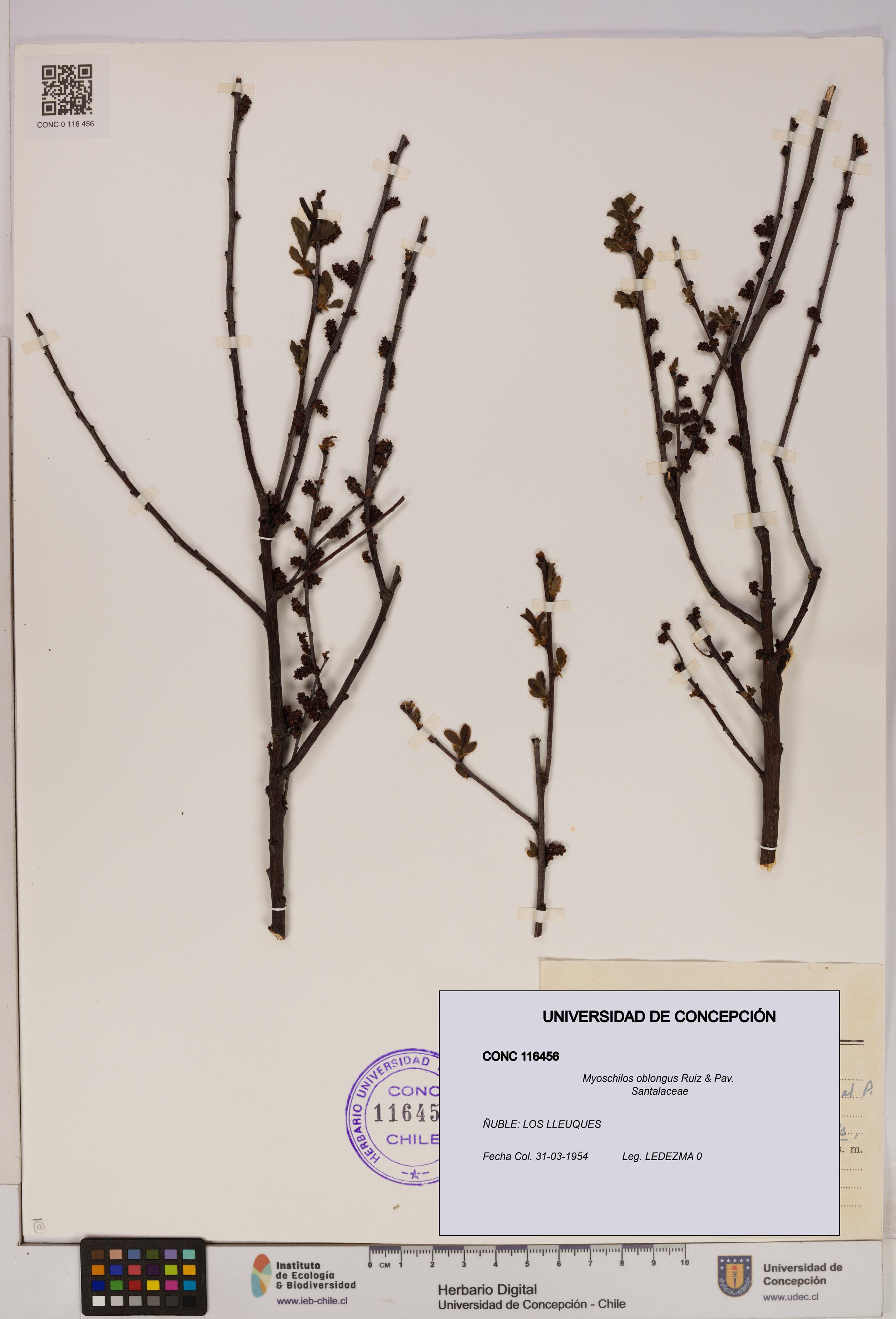 Myoschilos oblongus [Espécimen: UDEC:CONC:0116456]