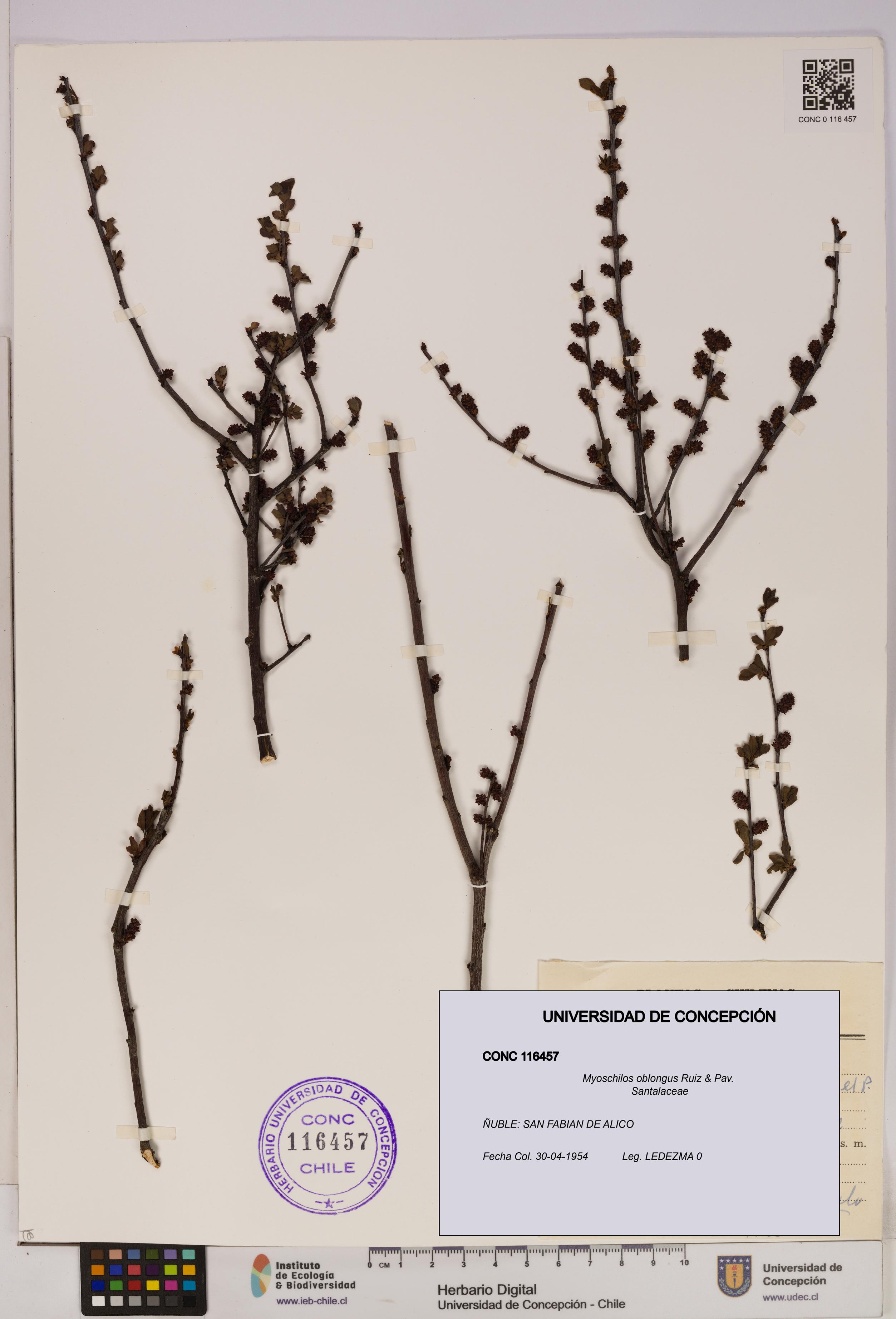 Myoschilos oblongus [Espécimen: UDEC:CONC:0116457]