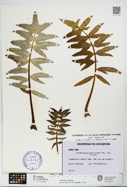 Dendroseris pinnata [Espécimen: UDEC:CONC:0116461]