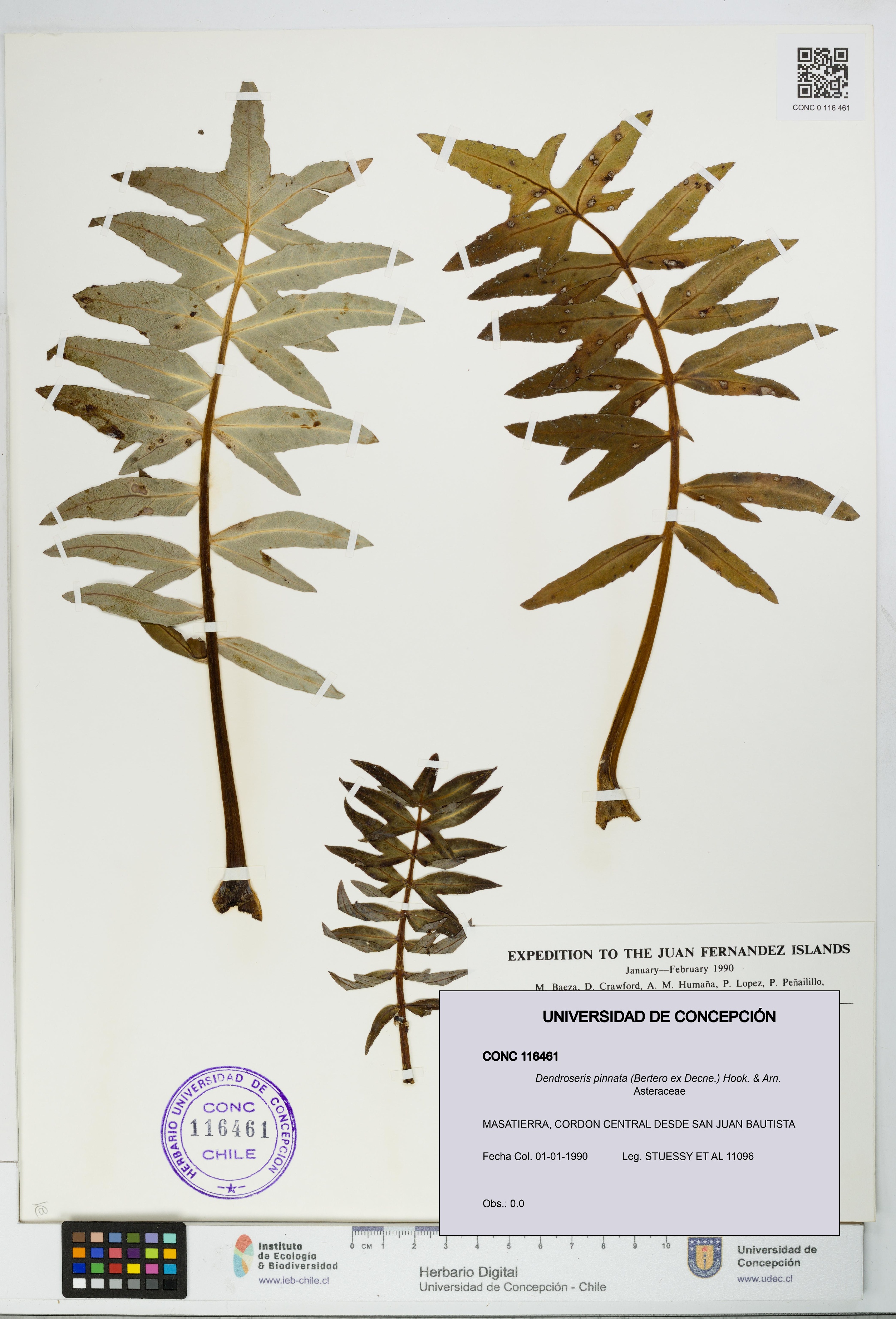 Dendroseris pinnata [Espécimen: UDEC:CONC:0116461]