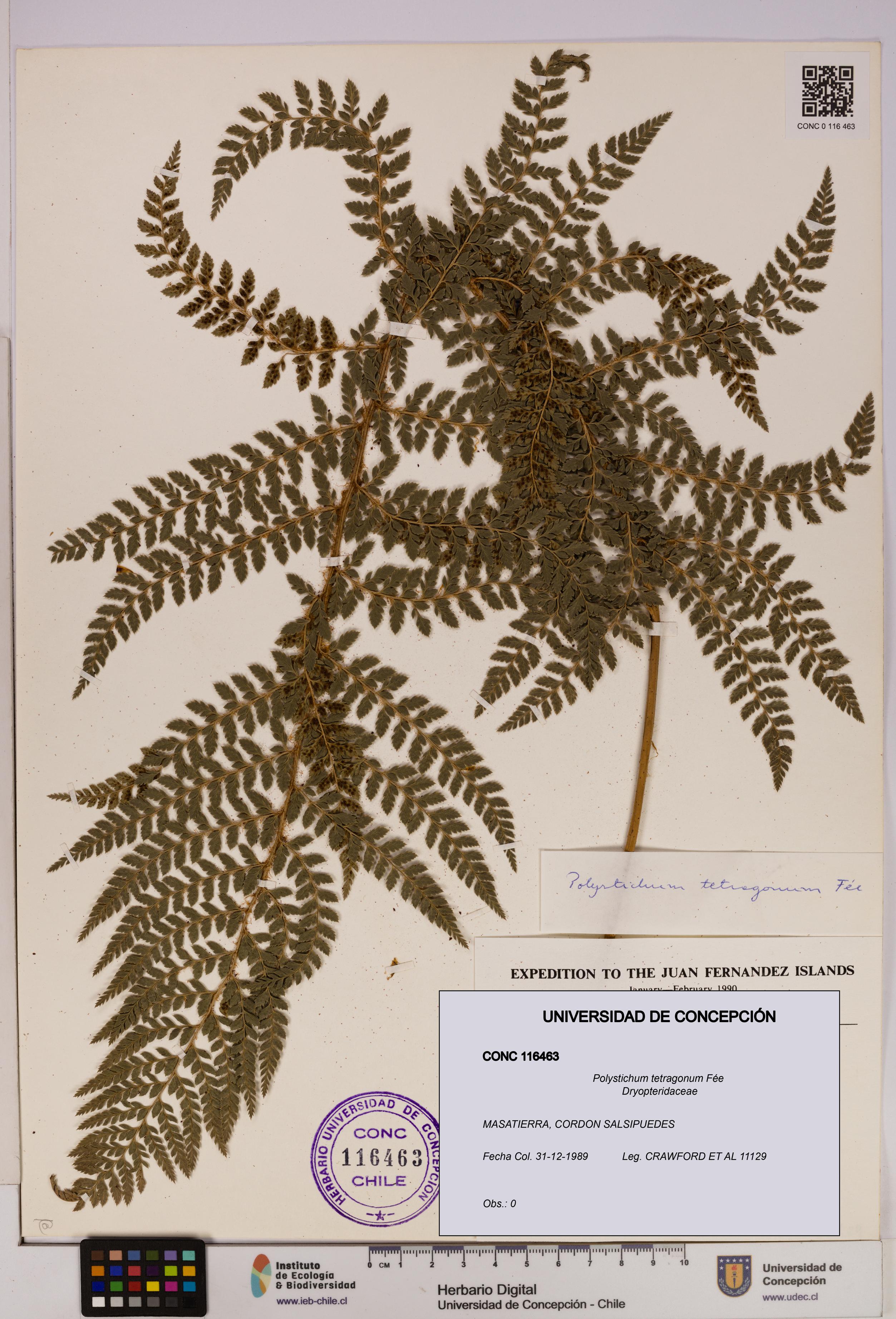 Polystichum tetragonum [Espécimen: UDEC:CONC:0116463]