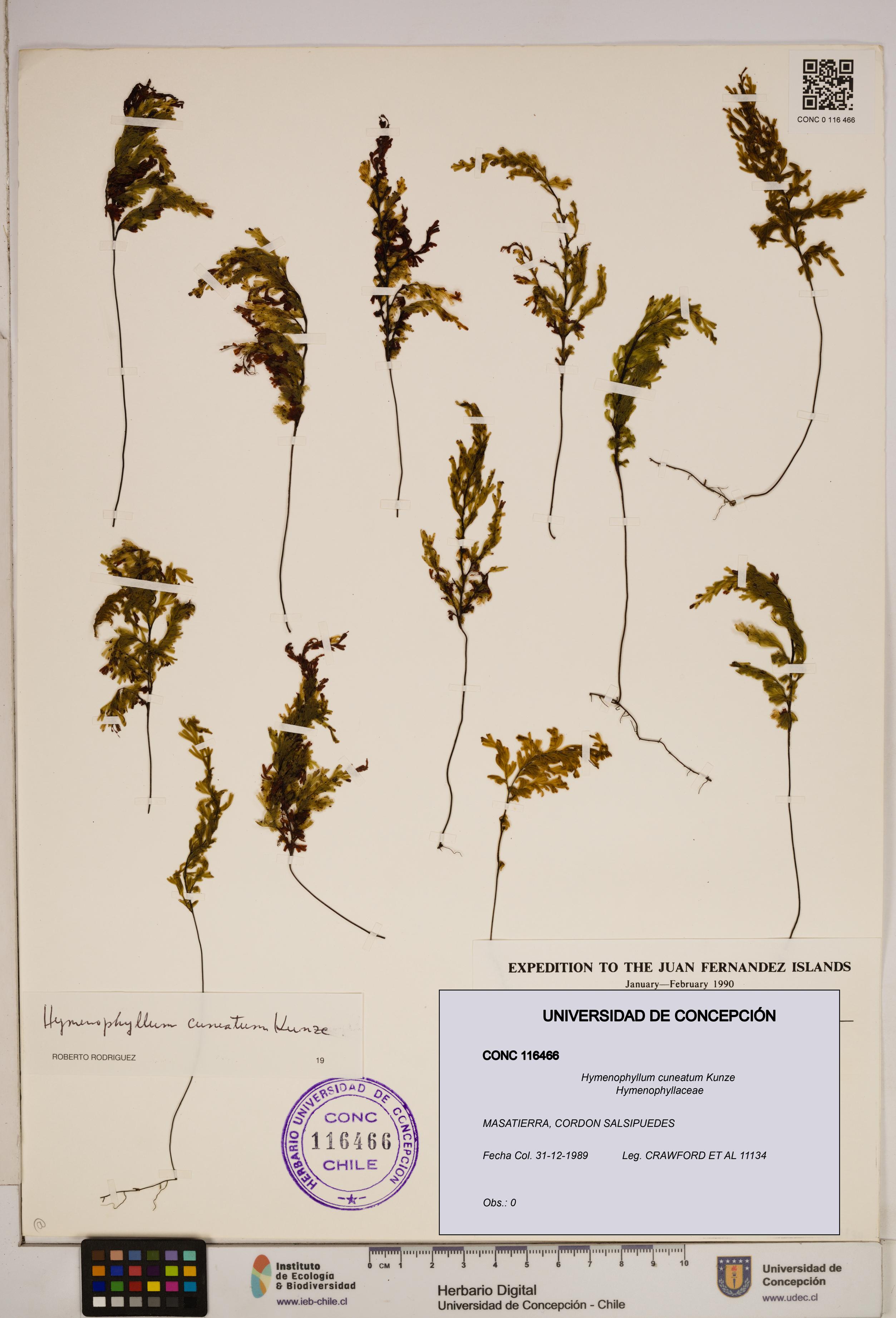 Hymenophyllum cuneatum [Espécimen: ]