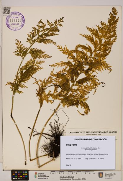 Hymenophyllum fuciforme [Espécimen: UDEC:CONC:0116470]
