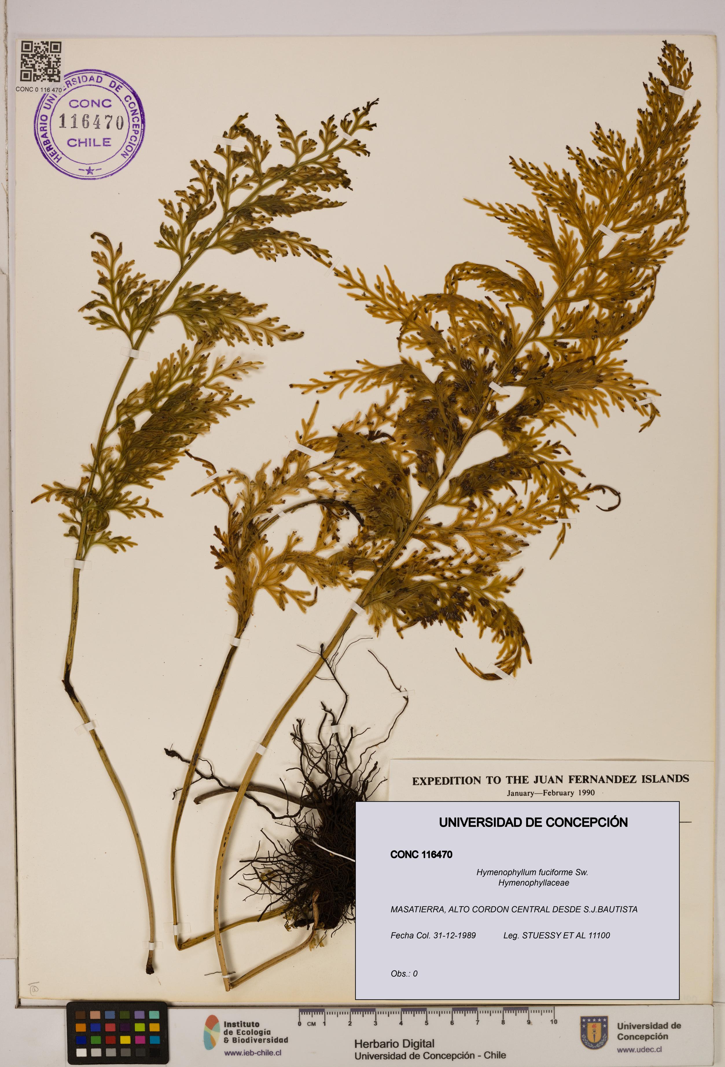 Hymenophyllum fuciforme [Espécimen: UDEC:CONC:0116470]