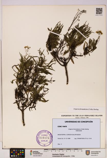 Erigeron fernandezius [Espécimen: UDEC:CONC:0116475]